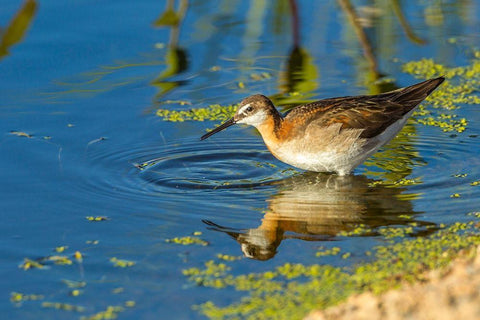 Oregon-Harney County-Female phalarope feeding  Black Ornate Wood Framed Art Print with Double Matting by Jaynes Gallery