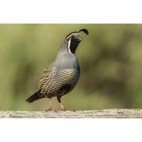 Oregon-Harney County-California quail Black Modern Wood Framed Art Print by Jaynes Gallery