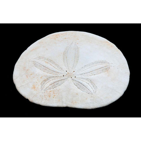 Oregon Sand dollar close-up Black Modern Wood Framed Art Print by Jaynes Gallery