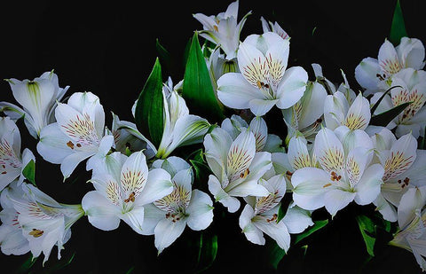 Oregon-Coos Bay White Peruvian lilies close-up Black Ornate Wood Framed Art Print with Double Matting by Jaynes Gallery
