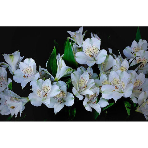 Oregon-Coos Bay White Peruvian lilies close-up Black Modern Wood Framed Art Print by Jaynes Gallery