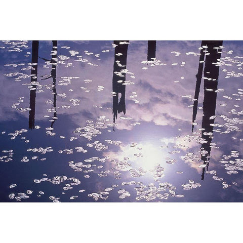 Oregon-Empire Lake Rising sun reflects off lily pads in lake Black Modern Wood Framed Art Print by Jaynes Gallery