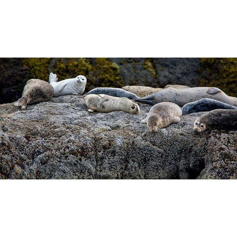 Harbor Seals Napping on the Rocks-beach at Bandon-Oregon Black Modern Wood Framed Art Print by Jaynes Gallery