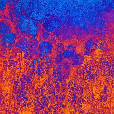 California-Redwood National Park Abstract of lupine flowers and tan oak in fog Black Modern Wood Framed Art Print by Jaynes Gallery