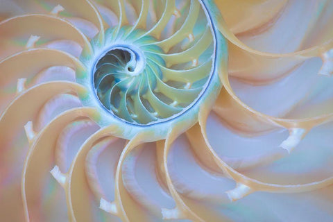 Oregon Close-up detail of nautilus shell Black Ornate Wood Framed Art Print with Double Matting by Jaynes Gallery