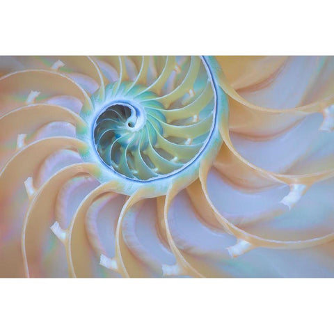 Oregon Close-up detail of nautilus shell Black Modern Wood Framed Art Print by Jaynes Gallery