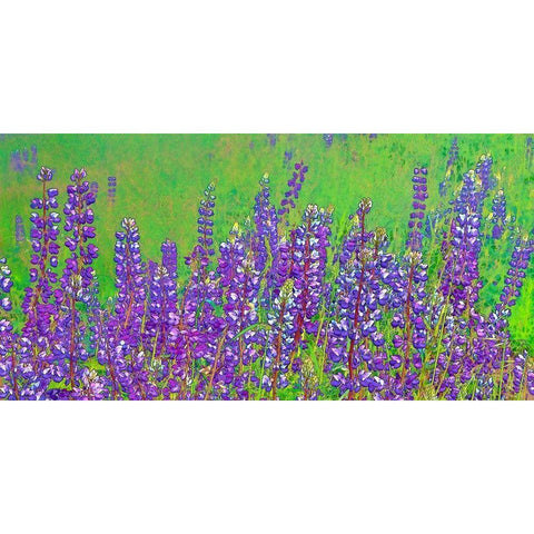 California-Redwood National Park Abstract of lupine flowers Black Modern Wood Framed Art Print by Jaynes Gallery