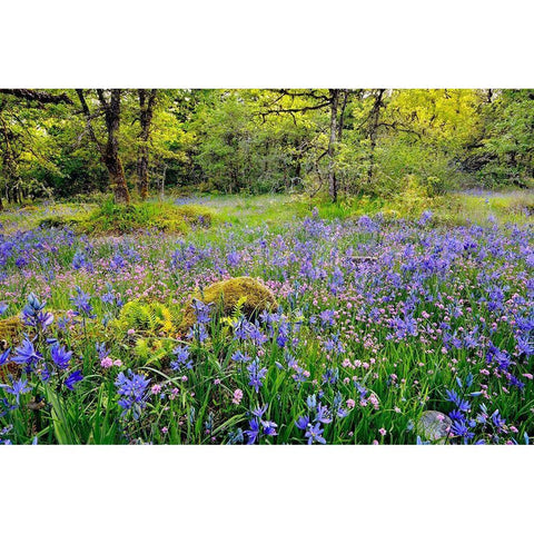 Oregon-Camassia Natural Area Field with blue and pink flowers Black Modern Wood Framed Art Print by Jaynes Gallery