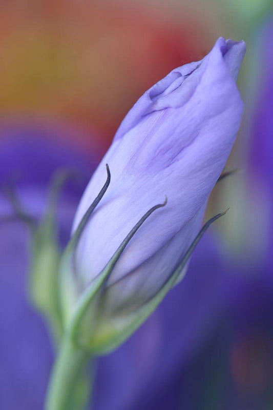 Image Only