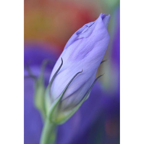 Oregon-Portland Close-up of lisianthus flower bud Black Modern Wood Framed Art Print by Jaynes Gallery