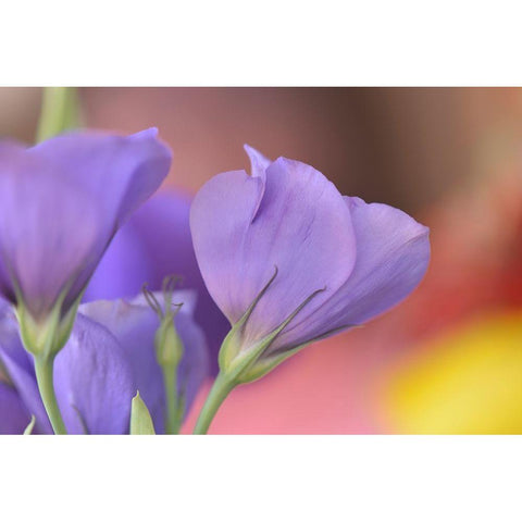 Oregon-Portland Close-up of lisianthus flowers and bud Black Modern Wood Framed Art Print by Jaynes Gallery