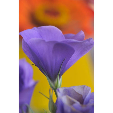 Close-up of Lisianthus bloom in Portland-Oregon White Modern Wood Framed Art Print by Jaynes Gallery