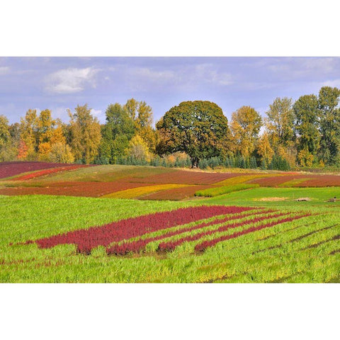 Oregon-Sauvie Island Rows of crops on farm Black Modern Wood Framed Art Print by Jaynes Gallery