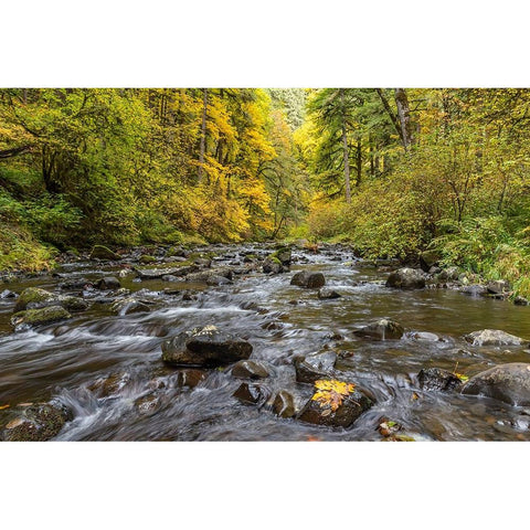 USA-Oregon-Silver Falls State Park River rapids and forest in autumn Black Modern Wood Framed Art Print by Jaynes Gallery