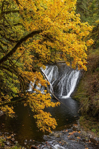USA-Oregon-Silver Falls State Park Lower South Falls waterfall landscape White Modern Wood Framed Art Print with Double Matting by Jaynes Gallery