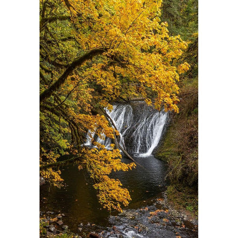 USA-Oregon-Silver Falls State Park Lower South Falls waterfall landscape Black Modern Wood Framed Art Print by Jaynes Gallery