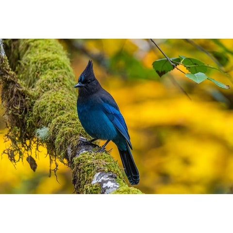 USA-Oregon-Silver Falls State Park Stellers jay on branch Black Modern Wood Framed Art Print by Jaynes Gallery