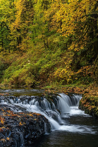 USA-Oregon-Silver Falls State Park Waterfalls and forest in autumn Black Ornate Wood Framed Art Print with Double Matting by Jaynes Gallery