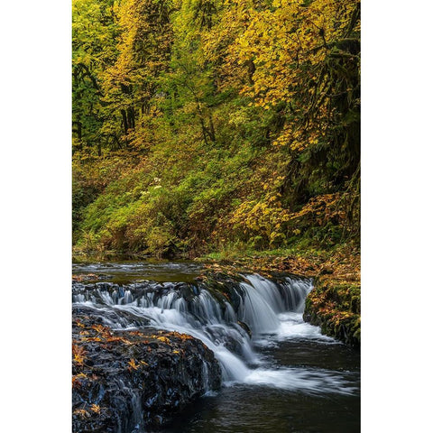 USA-Oregon-Silver Falls State Park Waterfalls and forest in autumn Black Modern Wood Framed Art Print by Jaynes Gallery