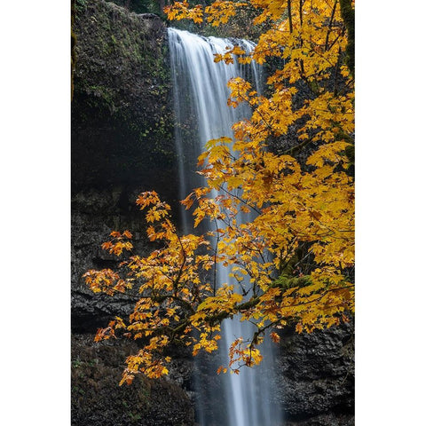USA-Oregon-Silver Falls State Park Tall waterfall and forest in autumn Black Modern Wood Framed Art Print by Jaynes Gallery