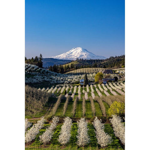 Fruit orchards in full bloom with Mount Adams in Hood River-Oregon-USA Gold Ornate Wood Framed Art Print with Double Matting by Haney, Chuck