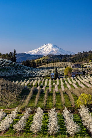Fruit orchards in full bloom with Mount Adams in Hood River-Oregon-USA White Modern Wood Framed Art Print with Double Matting by Haney, Chuck