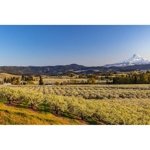 Fruit orchards in full bloom with Mount Hood in Hood River-Oregon-USA Gold Ornate Wood Framed Art Print with Double Matting by Haney, Chuck