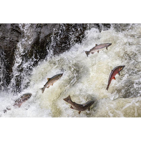 Spawning Coho salmon swimming upstream on the Nehalem River in the Tillamook State Forest-Oregon-USA Gold Ornate Wood Framed Art Print with Double Matting by Haney, Chuck