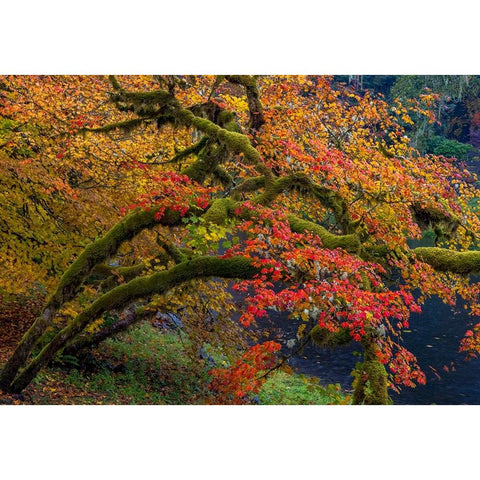 Colorful autumn maples along Humbug Creek in Clatsop County-Oregon-USA Black Modern Wood Framed Art Print by Haney, Chuck