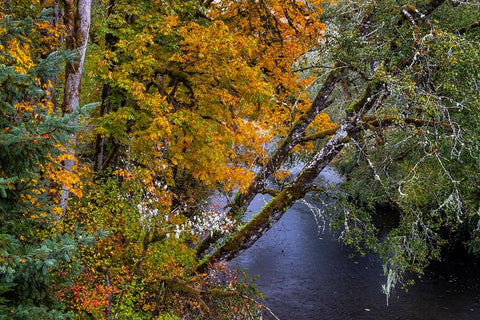 Colorful autumn maples along Humbug Creek in Clatsop County-Oregon-USA Black Ornate Wood Framed Art Print with Double Matting by Haney, Chuck