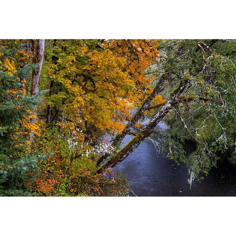 Colorful autumn maples along Humbug Creek in Clatsop County-Oregon-USA Black Modern Wood Framed Art Print by Haney, Chuck