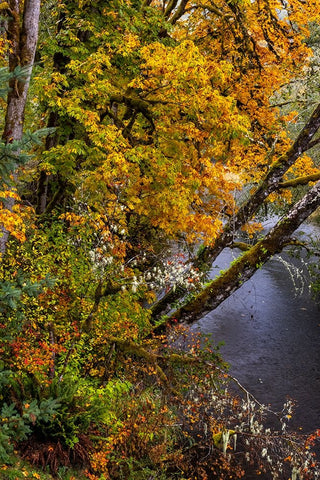 Colorful autumn maples along Humbug Creek in Clatsop County-Oregon-USA White Modern Wood Framed Art Print with Double Matting by Haney, Chuck
