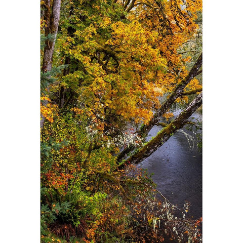 Colorful autumn maples along Humbug Creek in Clatsop County-Oregon-USA Black Modern Wood Framed Art Print by Haney, Chuck