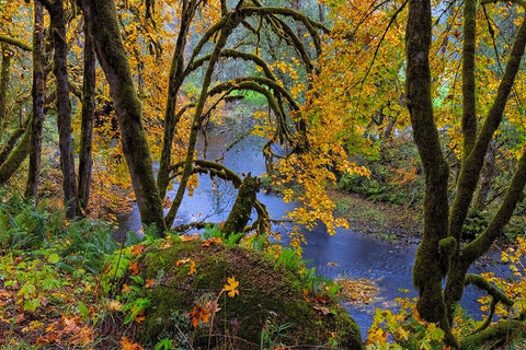 Colorful autumn maples along Humbug Creek in Clatsop County-Oregon-USA White Modern Wood Framed Art Print with Double Matting by Haney, Chuck