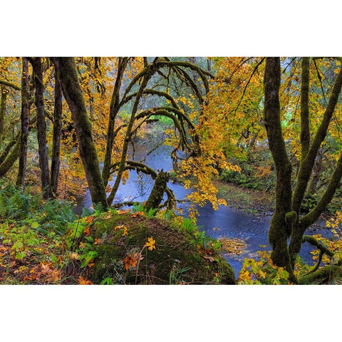 Colorful autumn maples along Humbug Creek in Clatsop County-Oregon-USA Black Modern Wood Framed Art Print by Haney, Chuck