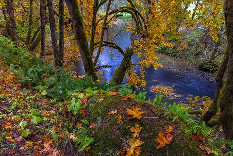 Colorful autumn maples along Humbug Creek in Clatsop County-Oregon-USA White Modern Wood Framed Art Print with Double Matting by Haney, Chuck
