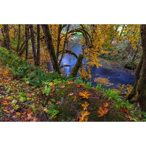Colorful autumn maples along Humbug Creek in Clatsop County-Oregon-USA Black Modern Wood Framed Art Print by Haney, Chuck