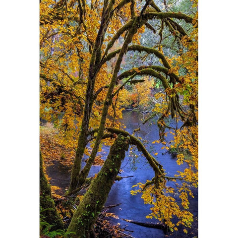 Colorful autumn maples along Humbug Creek in Clatsop County-Oregon-USA Black Modern Wood Framed Art Print with Double Matting by Haney, Chuck