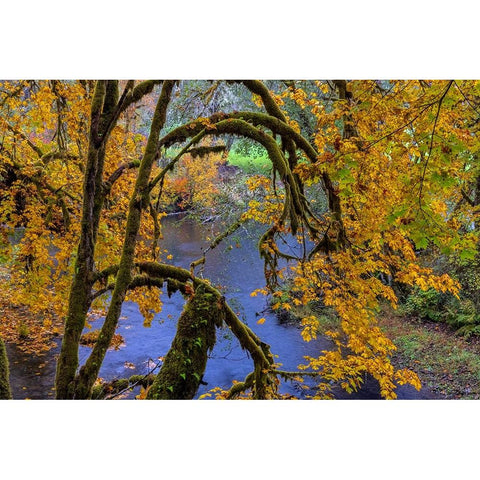 Colorful autumn maples along Humbug Creek in Clatsop County-Oregon-USA White Modern Wood Framed Art Print by Haney, Chuck