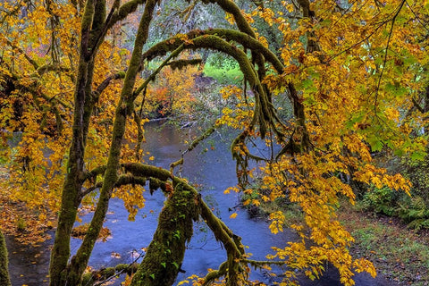 Colorful autumn maples along Humbug Creek in Clatsop County-Oregon-USA White Modern Wood Framed Art Print with Double Matting by Haney, Chuck
