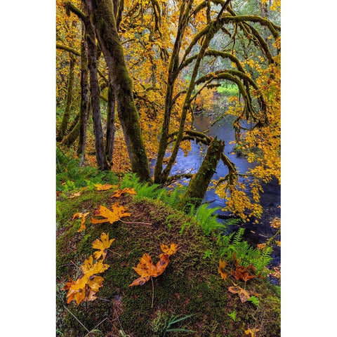 Colorful autumn maples along Humbug Creek in Clatsop County-Oregon-USA Black Modern Wood Framed Art Print by Haney, Chuck