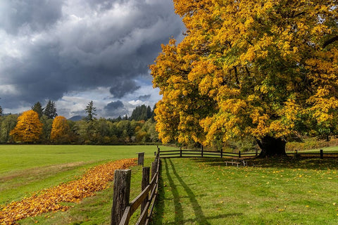 Maple tree and fence at Jewell Meadows Wildlife Area near Jewell-Oregon-USA Black Ornate Wood Framed Art Print with Double Matting by Haney, Chuck