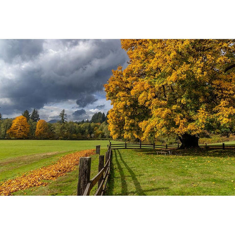 Maple tree and fence at Jewell Meadows Wildlife Area near Jewell-Oregon-USA Black Modern Wood Framed Art Print by Haney, Chuck