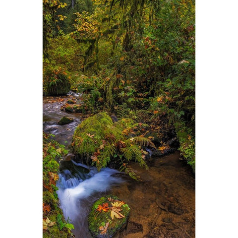 Bigtooth Maple leaves in autumn along Munson Creek near Tillamook-Oregon-USA Black Modern Wood Framed Art Print by Haney, Chuck