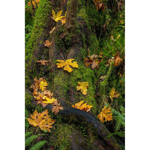 Bigtooth Maple leaves in autumn along Munson Creek near Tillamook-Oregon-USA Black Modern Wood Framed Art Print by Haney, Chuck