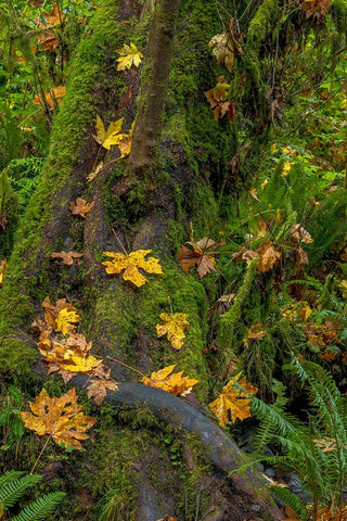 Bigtooth Maple leaves in autumn along Munson Creek near Tillamook-Oregon-USA White Modern Wood Framed Art Print with Double Matting by Haney, Chuck