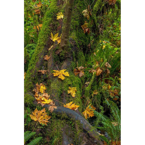 Bigtooth Maple leaves in autumn along Munson Creek near Tillamook-Oregon-USA Black Modern Wood Framed Art Print with Double Matting by Haney, Chuck
