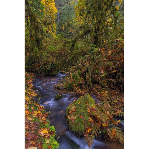 Munson Creek Falls State Natural Site in autumn near Tillamook-Oregon-USA Black Modern Wood Framed Art Print by Haney, Chuck
