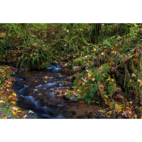 Munson Creek Falls State Natural Site in autumn near Tillamook-Oregon-USA Black Modern Wood Framed Art Print by Haney, Chuck