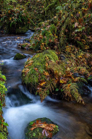 Munson Creek Falls State Natural Site in autumn near Tillamook-Oregon-USA Black Ornate Wood Framed Art Print with Double Matting by Haney, Chuck